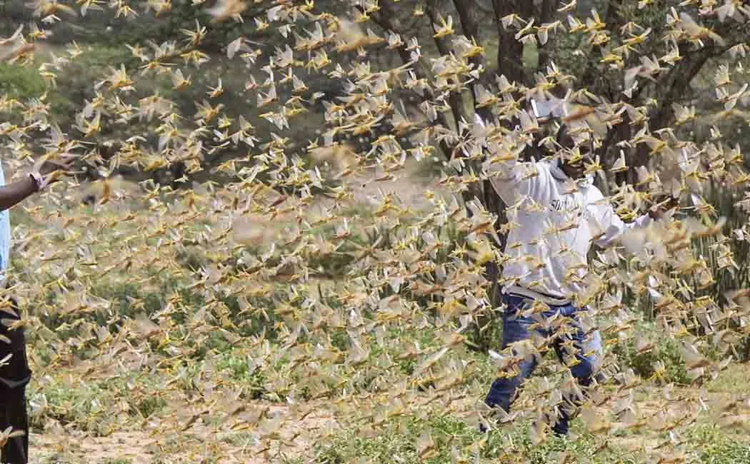 locust may return to india again
