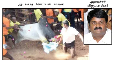 jallikattu