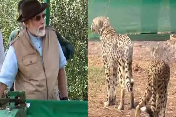 african breed leopard madhya pradesh kuno national park incident