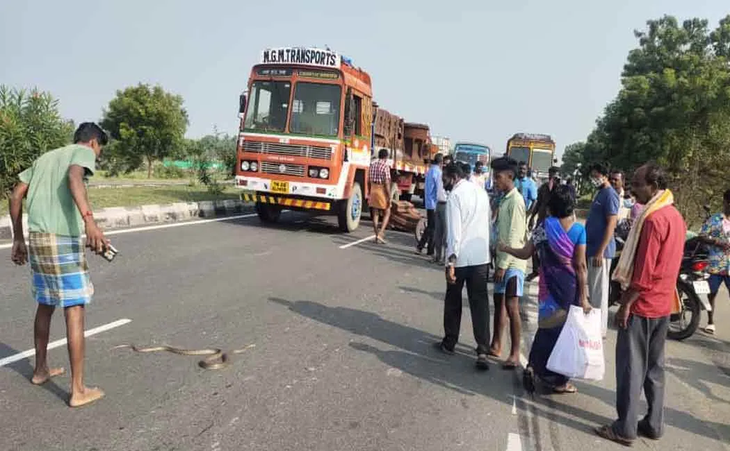 Three vehicles get accident while in a snake crossed