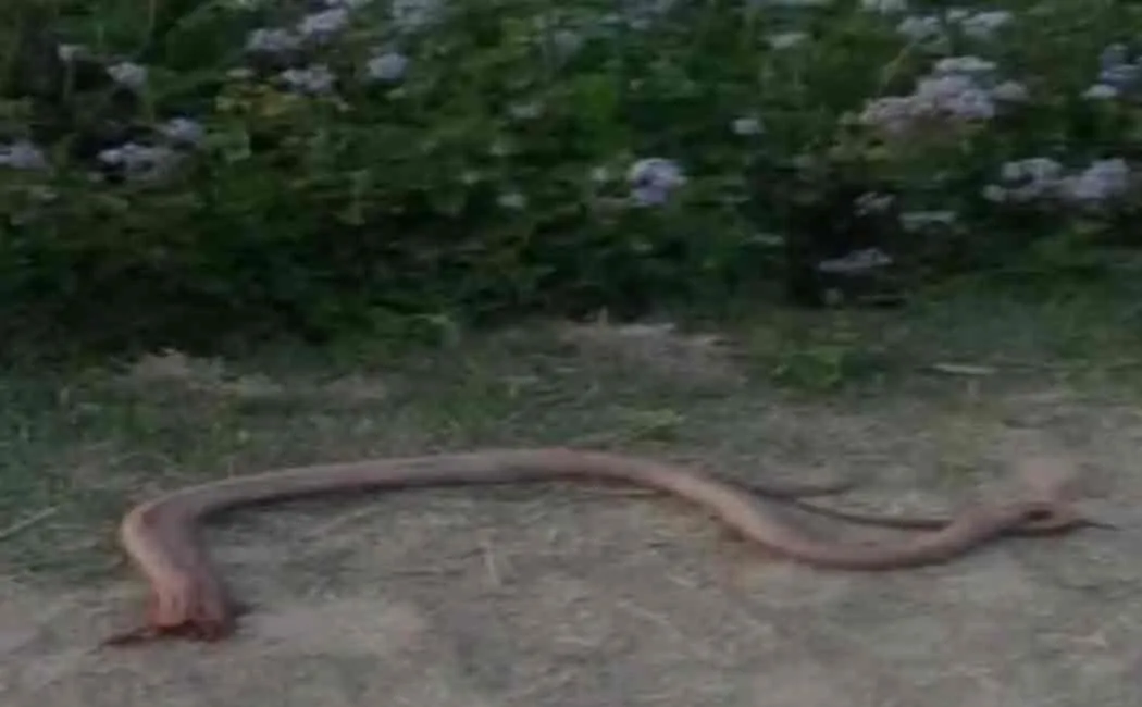 man bites snake which bite him and lead to death