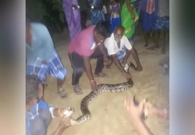 tirupattur district python youngters 