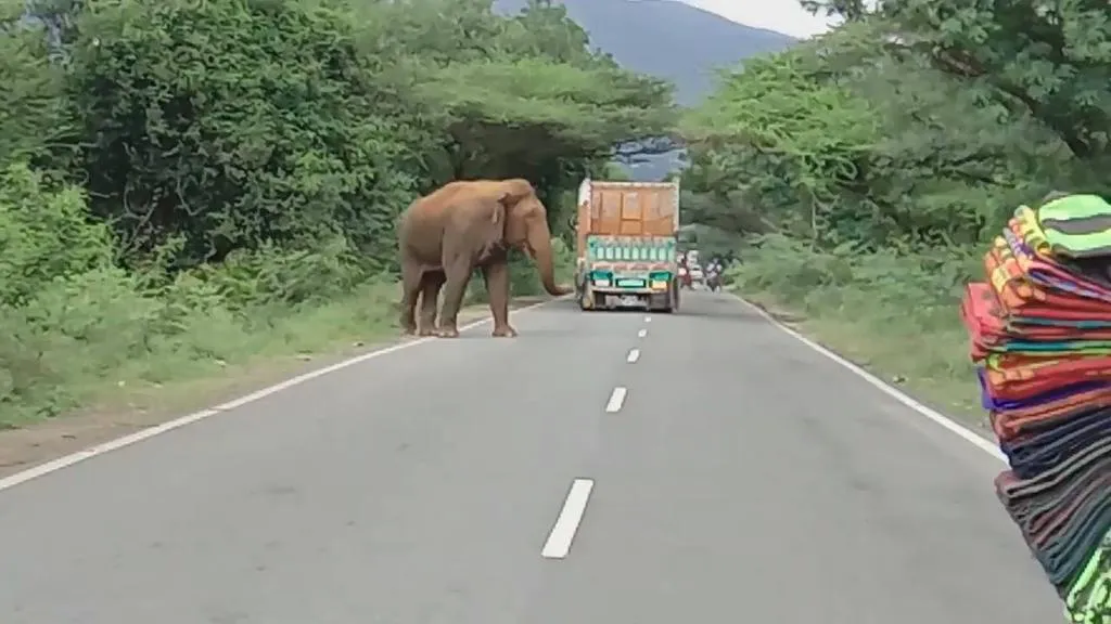  Single elephant on the road!