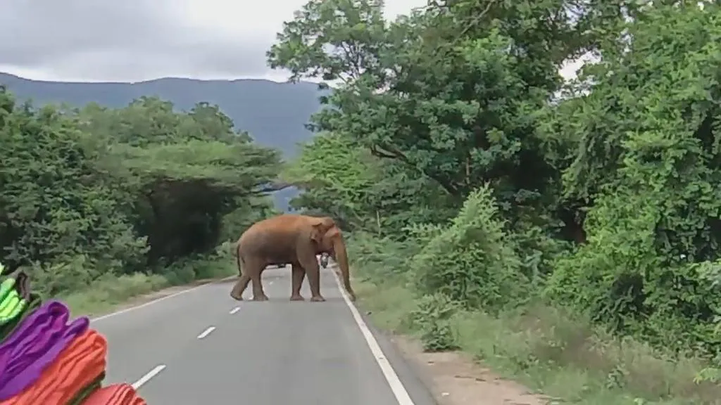  Single elephant on the road!