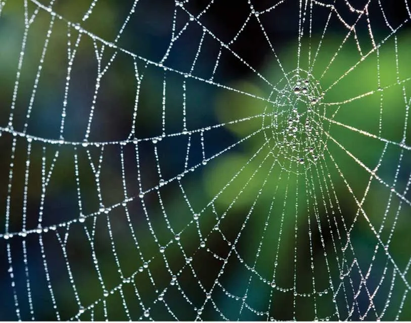 spider
