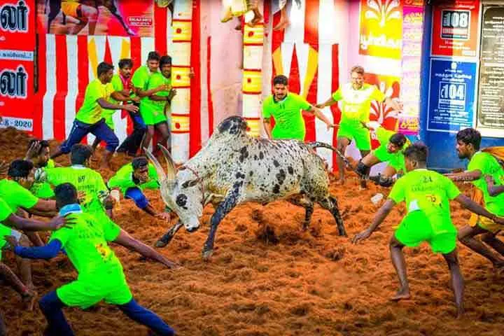 jallikattu 2020 ravanan bull... 