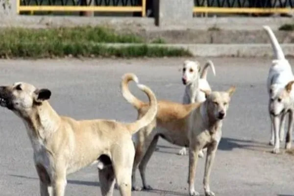 iIncident happened to 3 million dogs for World Cup football series