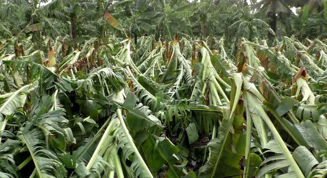  Banana Cultivation in erode