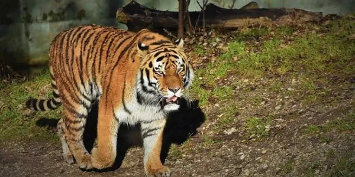 '' Man eater D23 '' - When is a tiger a man eater