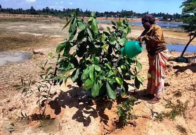 pudukkottai district youths trees small forest 