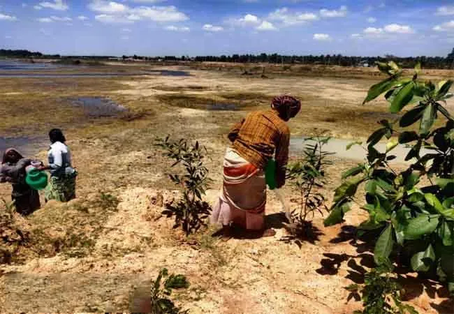 pudukkottai district youths trees small forest 