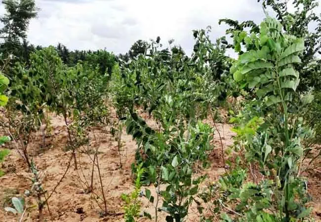pudukkottai district youths trees small forest 