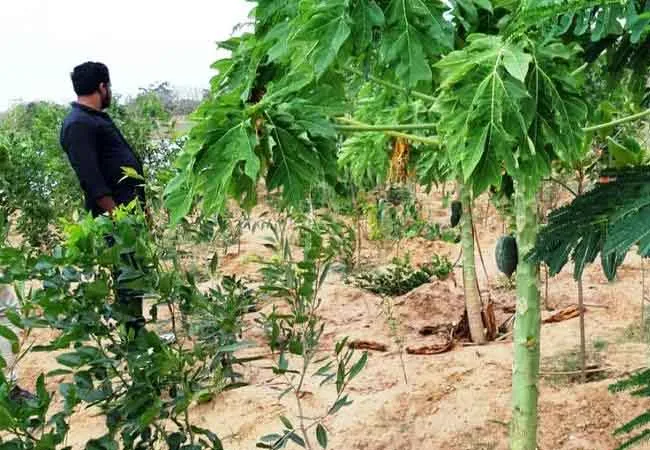pudukkottai district youths trees small forest 