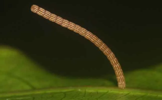 tamilnadu butterfly