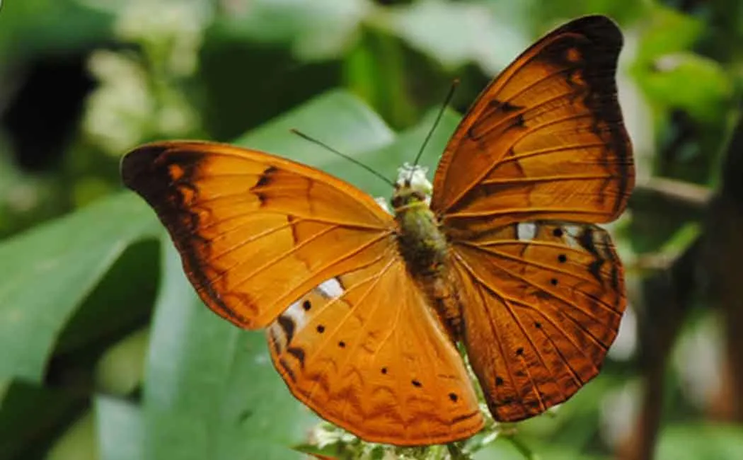 tamilnadu butterfly