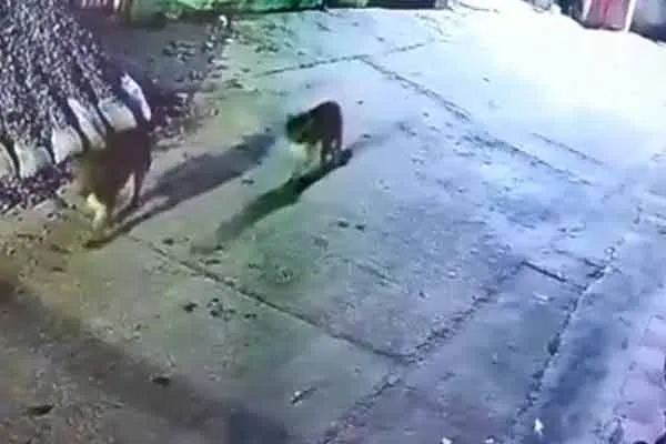 Three leopards enter a residential area  at covai 