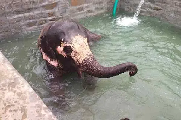 Swimming pool built for the temple elephant ..!