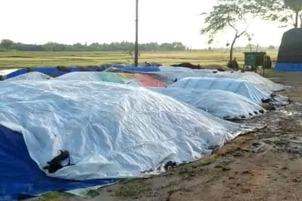 Paddy bundles damaged by rain ..! Farmers make demands to the district administration ..!