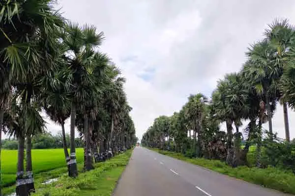 ‘Money hunters cutting down palm trees that could not be tilted even by Gajah storm’ - p. Maniyarasan