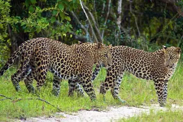 Three leopards enter a residential area  at covai 