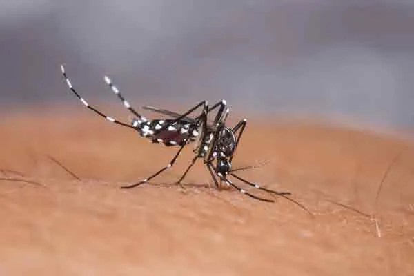 Measures taken to control dengue ..! The High Court ordered the corporation to file the report