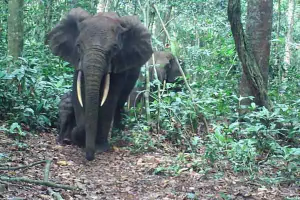 Agricultural college student injured in wild elephant attack 