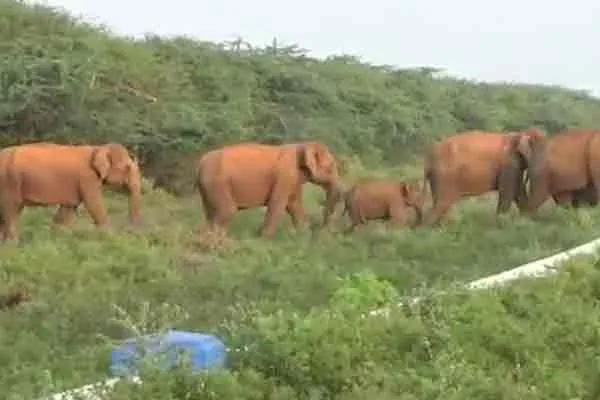 Sathiyamangalam elephant bhavanisagar dam 