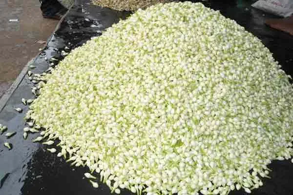 Jasmine flower price Rs 3,132 ...! Farmers happy