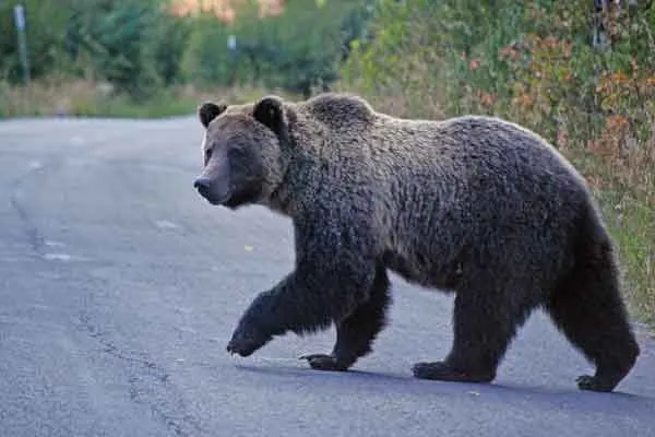 One passes away by bear attack in Valparai ..!