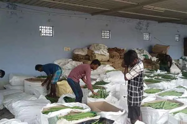 Drumsticks exported abroad are now food  for cow 