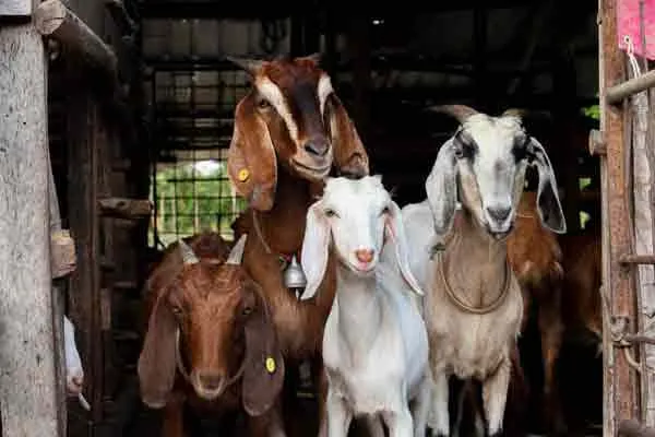 Discrimination in goat distribution scheme .. 