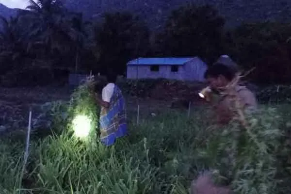 Farmer arrested for cultivating cannabis in Wattalmalai foothills garden ..