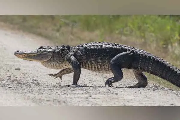 Benefit to the family of the person who passes away after being bitten by a crocodile!
