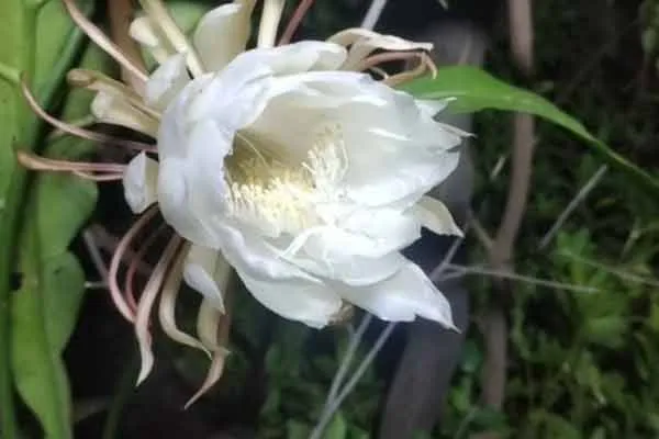 Rare flower in Trichy! People flocked to see the miracle!