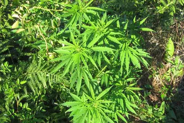 Cannabis crop in the agricultural garden!