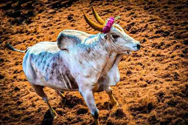 Vijayabaskar's  pet passes away which participated in Jallikkattu 