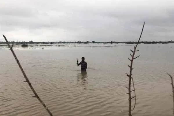 More than 10 thousand acres of paddy fields were inundated