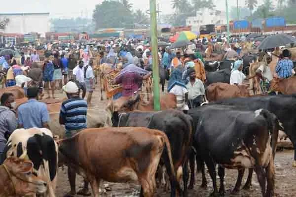 Cows purchased from Erode for the Government's Free Cow Scheme .
