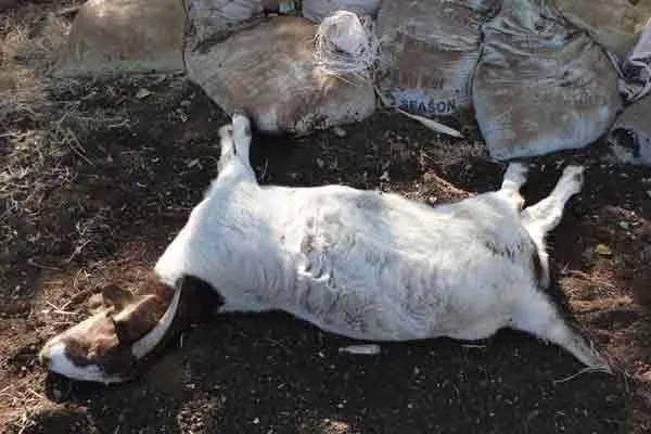 Mysterious animal bites  goats .. Villagers fear ..