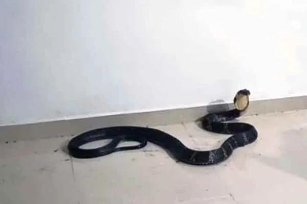 King Cobra caught in kerala 