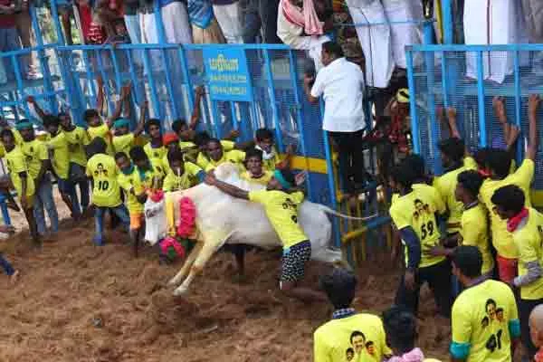 20 injured in Jallikkattu  