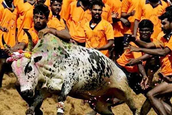 Intensification of jallikattu works in Madurai Avanyapuram ..!