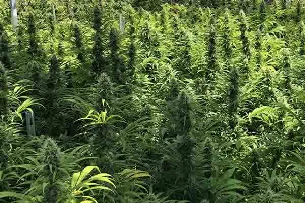 Cannabis taken by train two arrested in viluppuram 