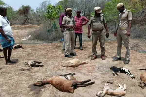 Goats victimized by mysterious animal attack!