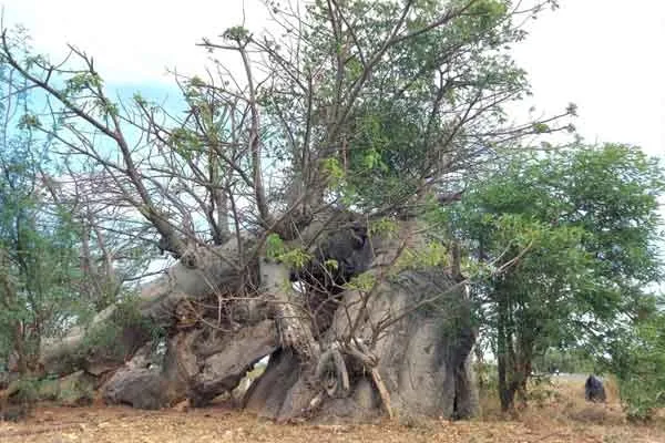 Africa root; Thousands of years old Ponthanpuli tree growing in Tamil Nadu!