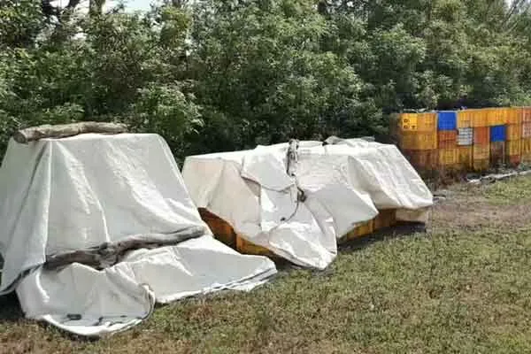 Magical confiscated smuggled object from the Forest Department!