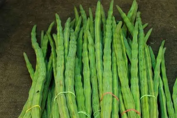 Drumstick price down 