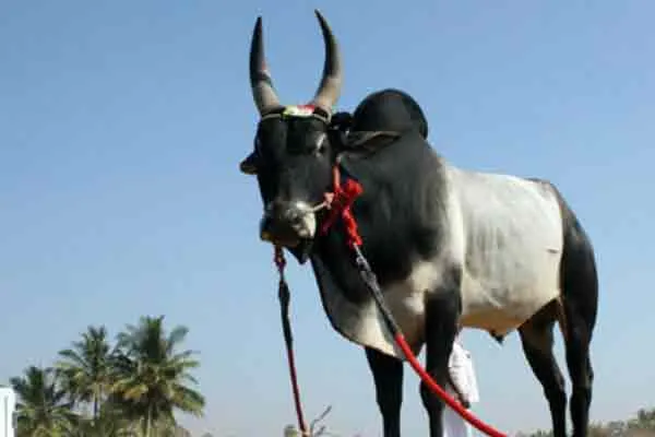 All villages need permission to hold a bull festival Bull Owners Request