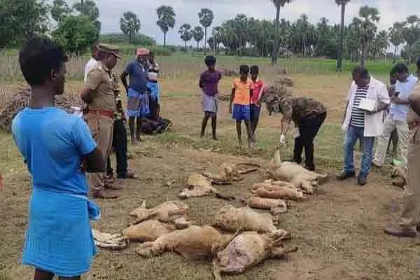 leopard in Nellai district Farmers in fear ..!