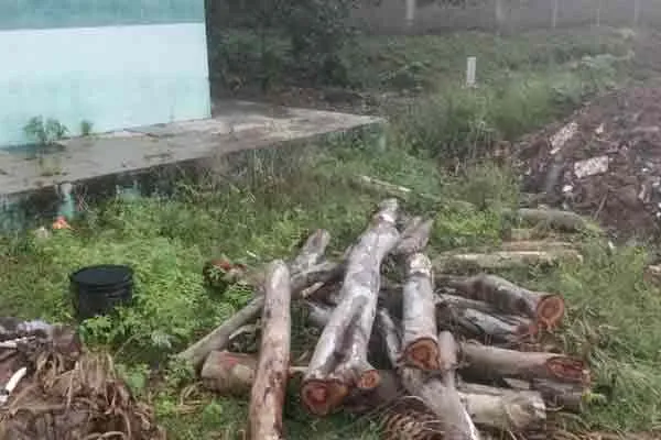 The panchayat persons  who cut down the good trees that fell in the storm? Public indictment